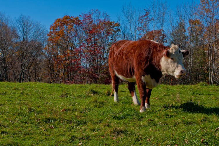 Appalachian Mountains